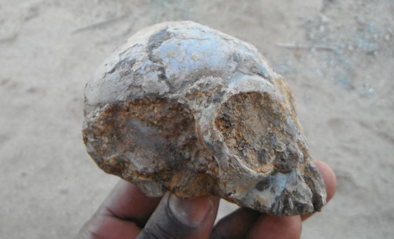 The Alesi skull after some sandstone rock was partially removed. (Image: Christopher Kiarie)